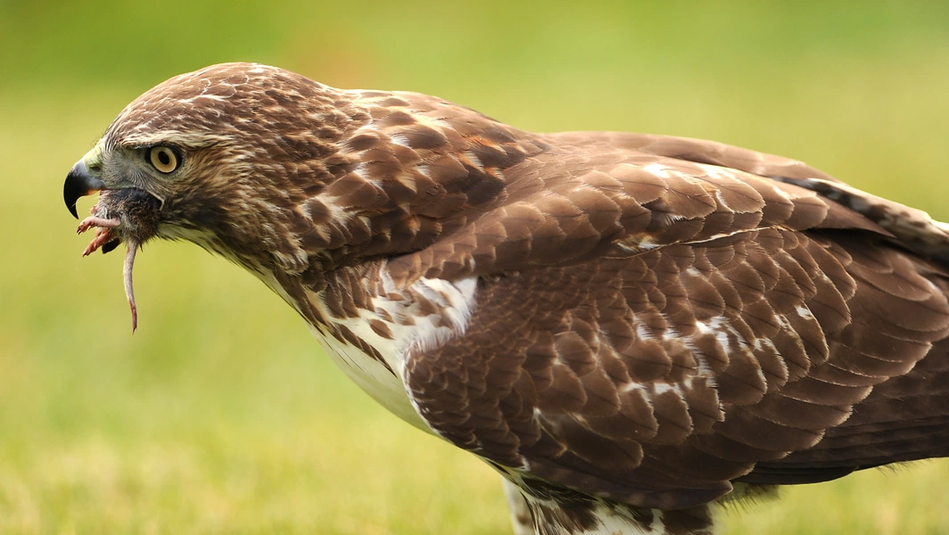 Raptors that rule the skies