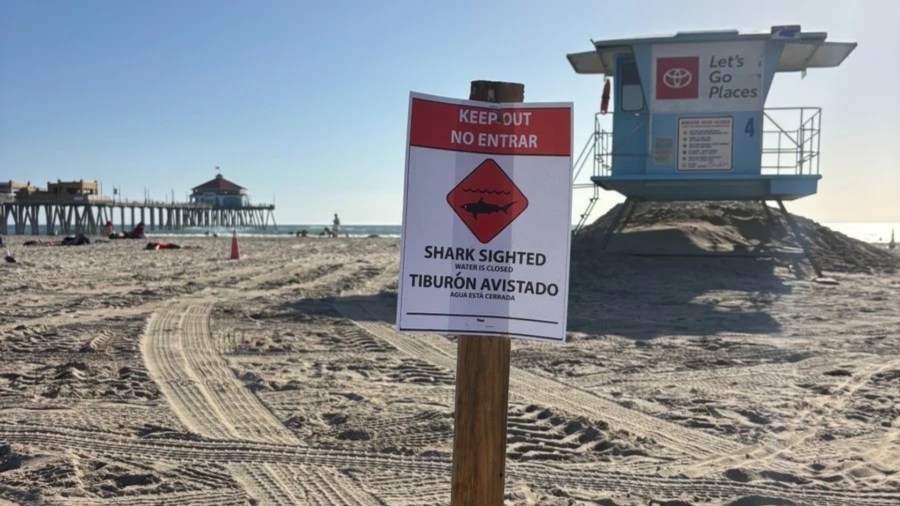 Great white shark’s aggressive behavior shuts Southern California beach ...
