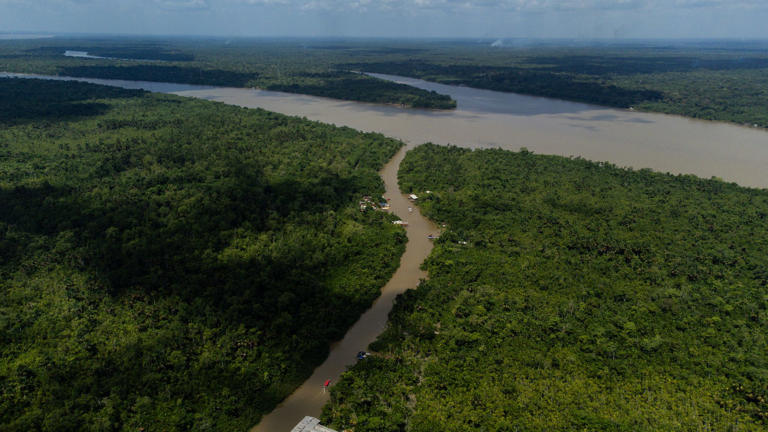 World far off track to meet 2030 deforestation pledge, report says