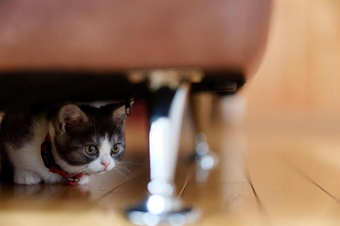 猫が『環境の変化』にストレスを感じる理由3つ 思わぬトラブルの可能性や安心させる方法も