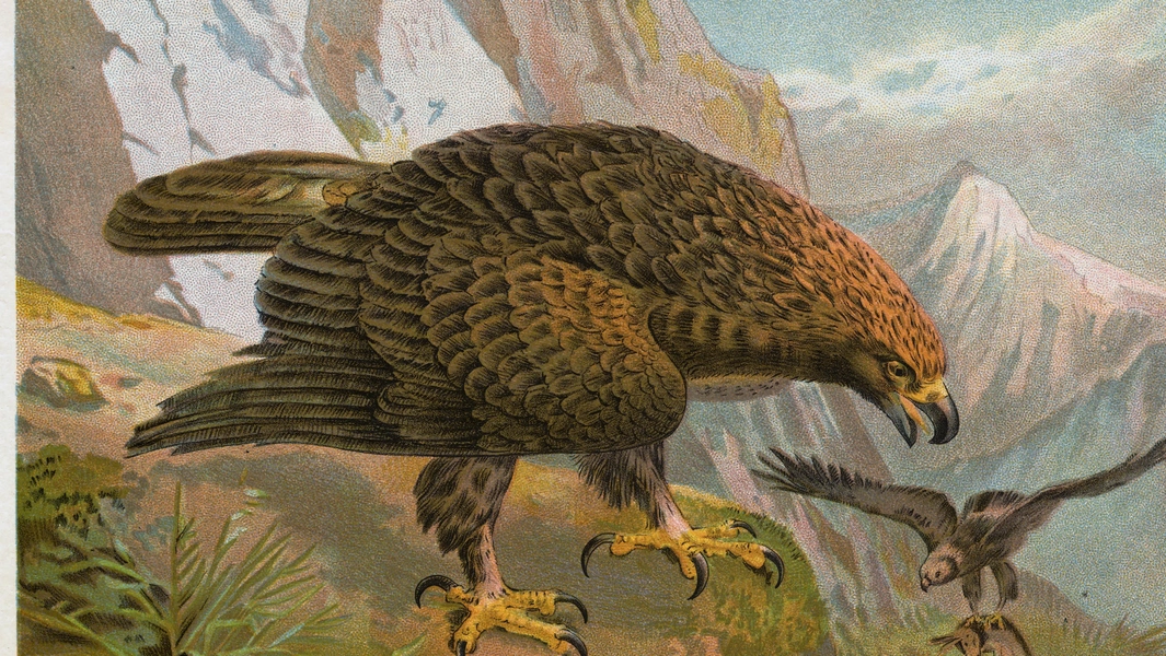 Raptors that rule the skies