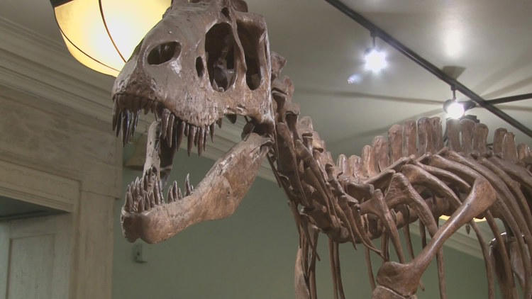 Buffalo Science Museum holding dinosaur naming contest as part of DinoFEST