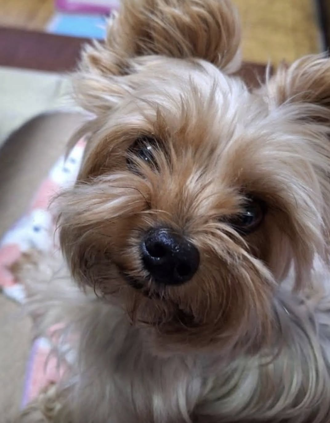 Pensava di adottare un cane di 8 anni, ma Syd era molto più anziano e ...