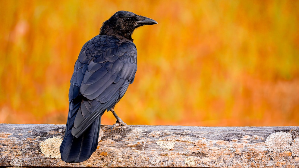 Can you tame and keep crows at home?