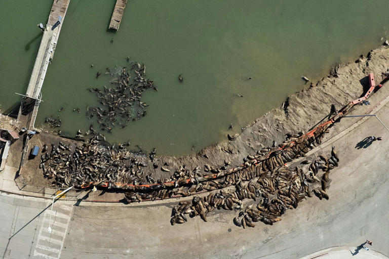 Hundreds of sea lions are taking over a major roadway in Moss Landing