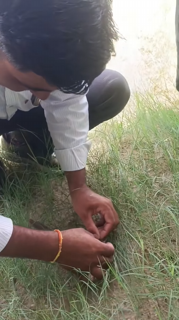 Group works diligently to free bird stuck in solar panels