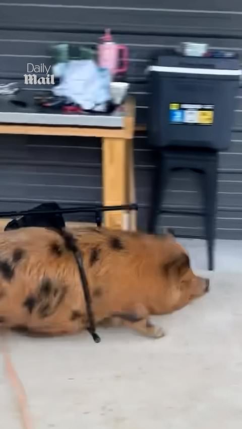 Pig startled after bumping into chair