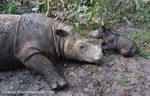 Two rare pregnancies spark hope for Sumatran rhinos — but also concerns ...