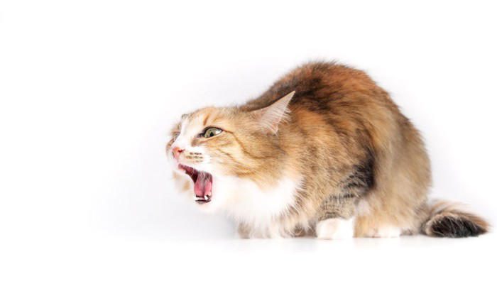 猫が『環境の変化』にストレスを感じる理由3つ 思わぬトラブルの可能性や安心させる方法も