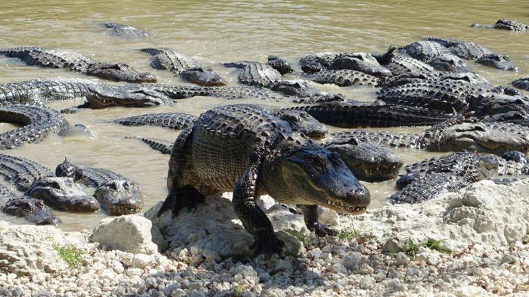 Florida's alligators create ponds that help wildlife survive droughts
