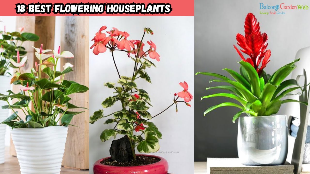 Bring color indoors with these easy growing flowering houseplants