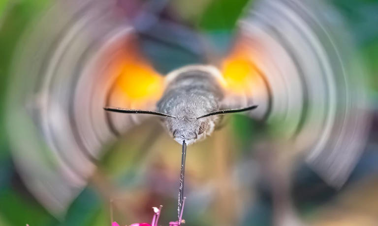 Incredible split-second photos capture rare hummingbird hawk-moth in ...