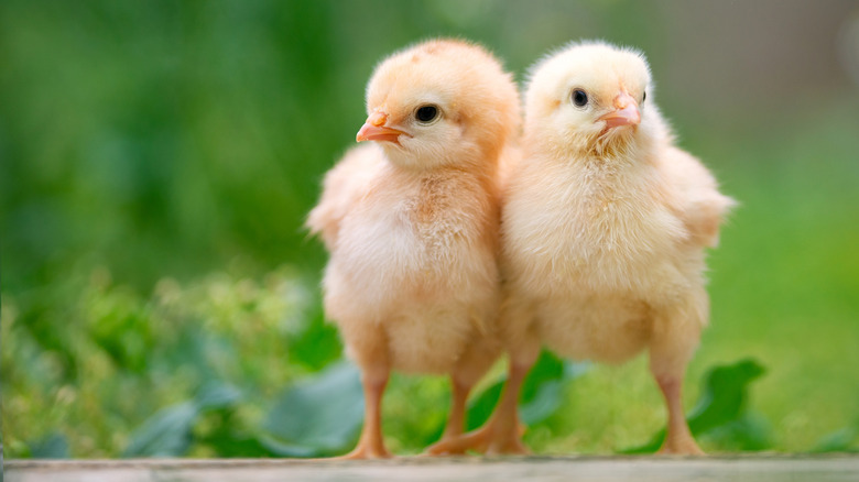 10 bird-inspired baby names beyond Robin