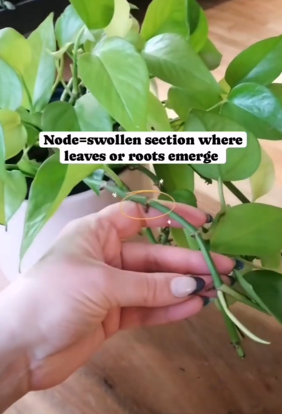 Propagate plants to grow your collection for less
