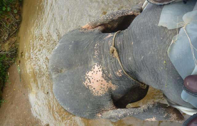 In India, a rescued elephant calf arrives wrapped in ropes and finds ...