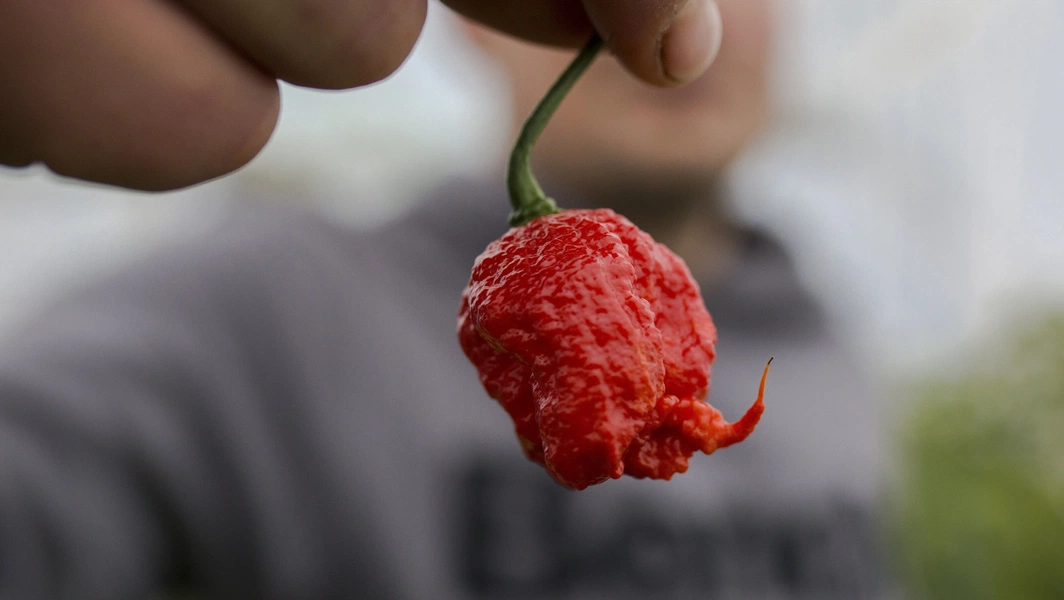 Mastering the fire of Carolina Reaper peppers