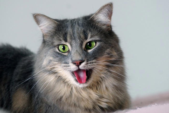 猫が『苦しそうに呼吸』をしているときに疑われる原因4つ 異常のサインや取るべき対応まで