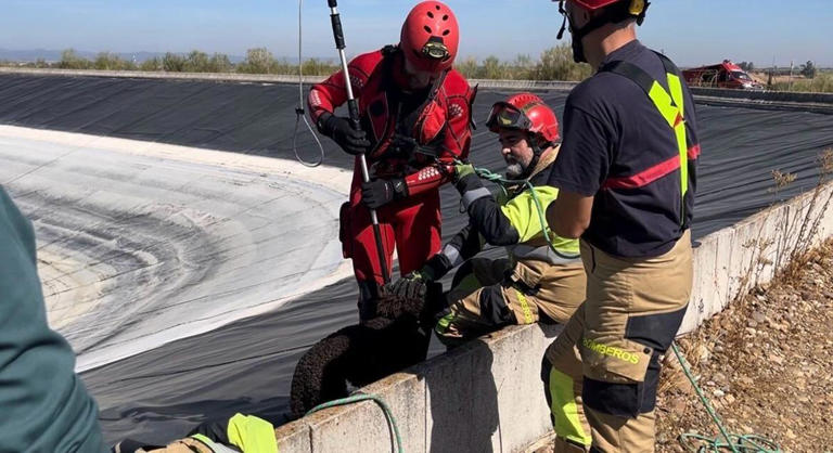Bomberos del Consorcio rescatan a una perra de aguas atrapada en una ...
