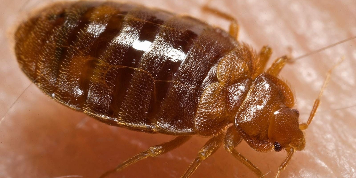 8 bed bug warning signs