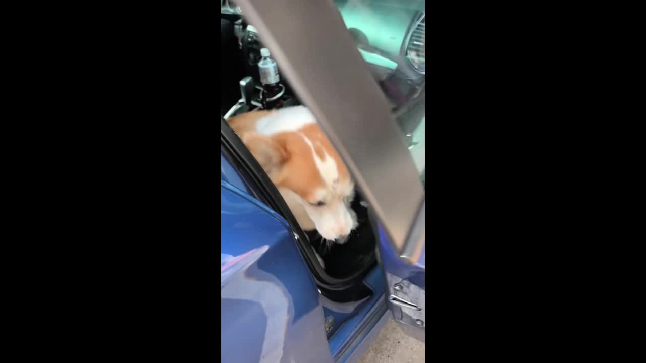 Two dogs bark at each other through a glass panel during their walk in ...