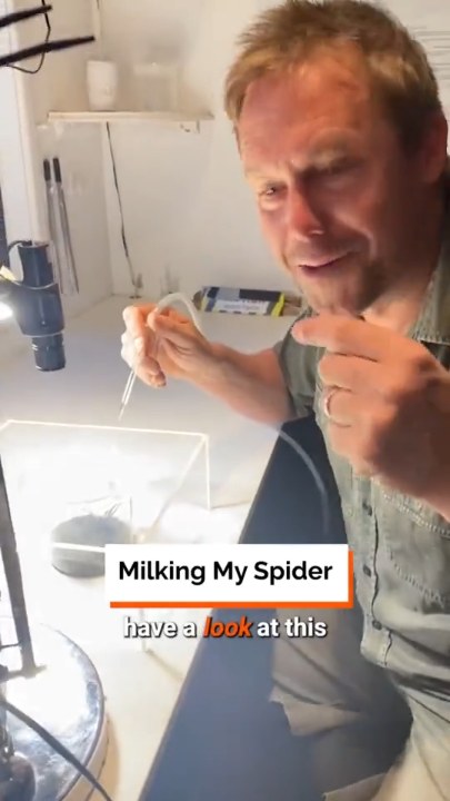 Extracting funnel web spider venom