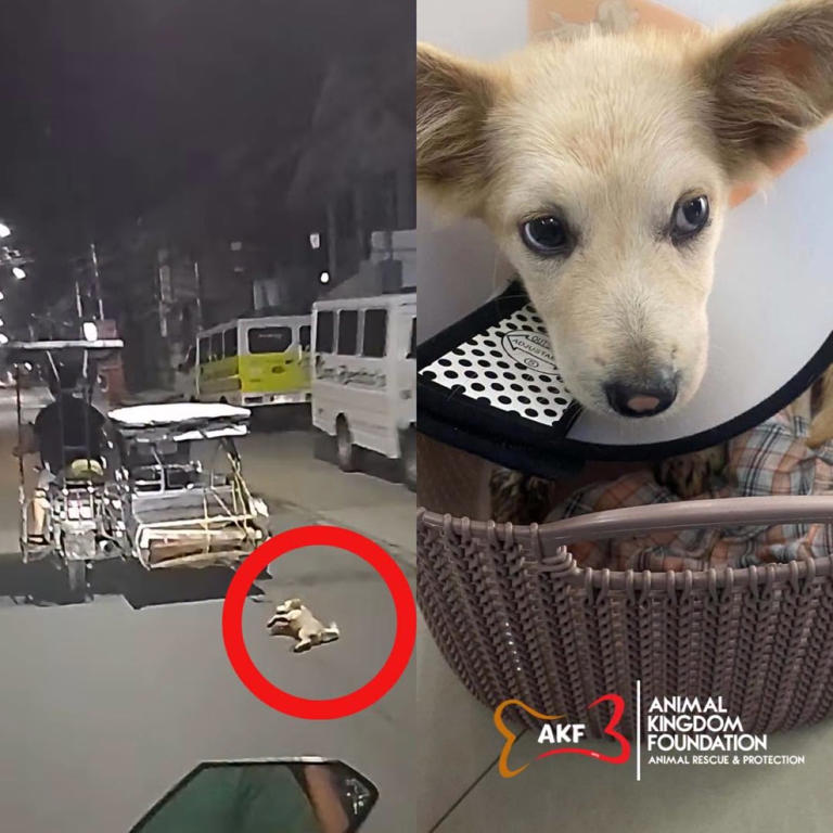 Pup 'Tirik,' dragged by moving tricycle in viral video, now safe