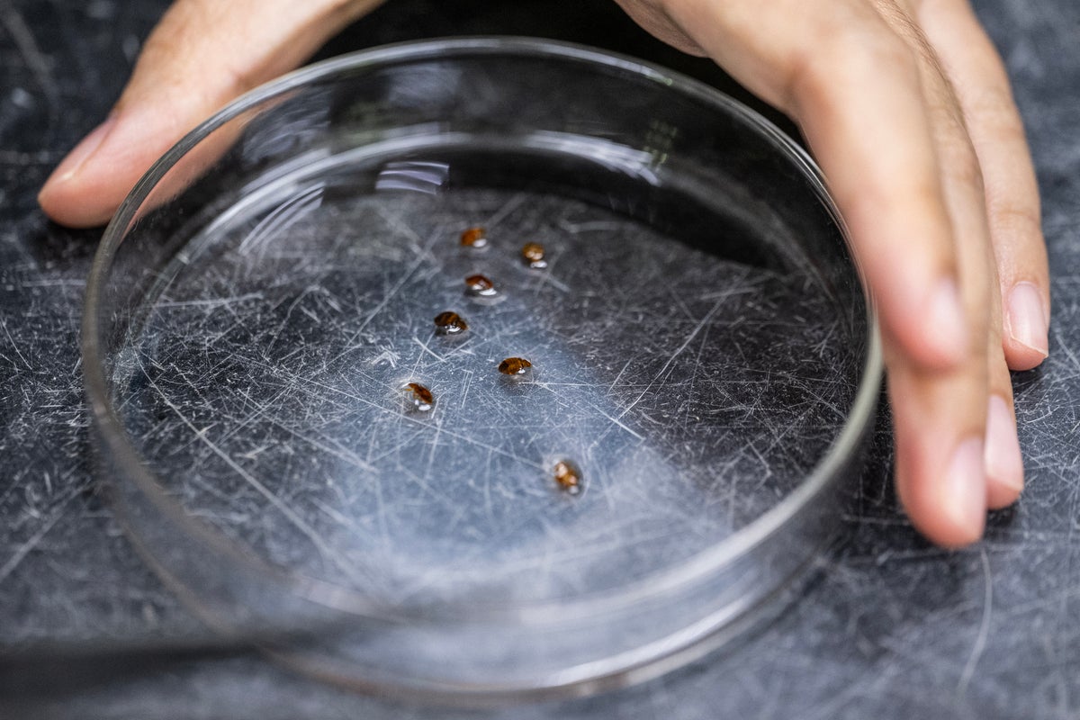 Bedbug outbreaks are becoming increasingly common. An expert says why