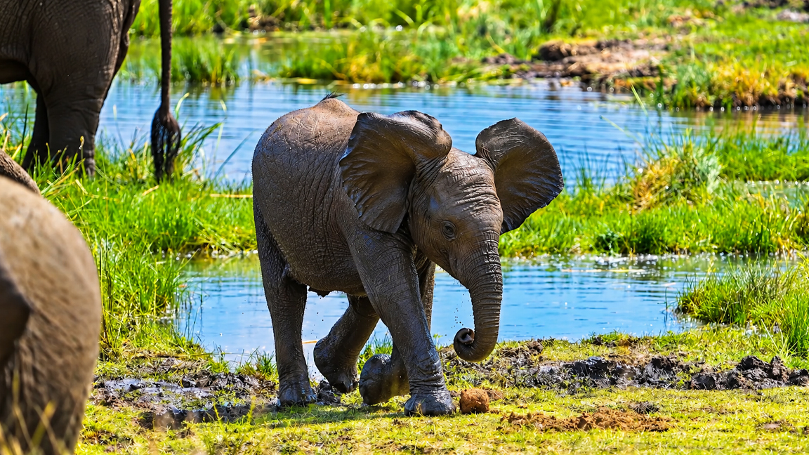 A playful little elephant wandering through a green wetland