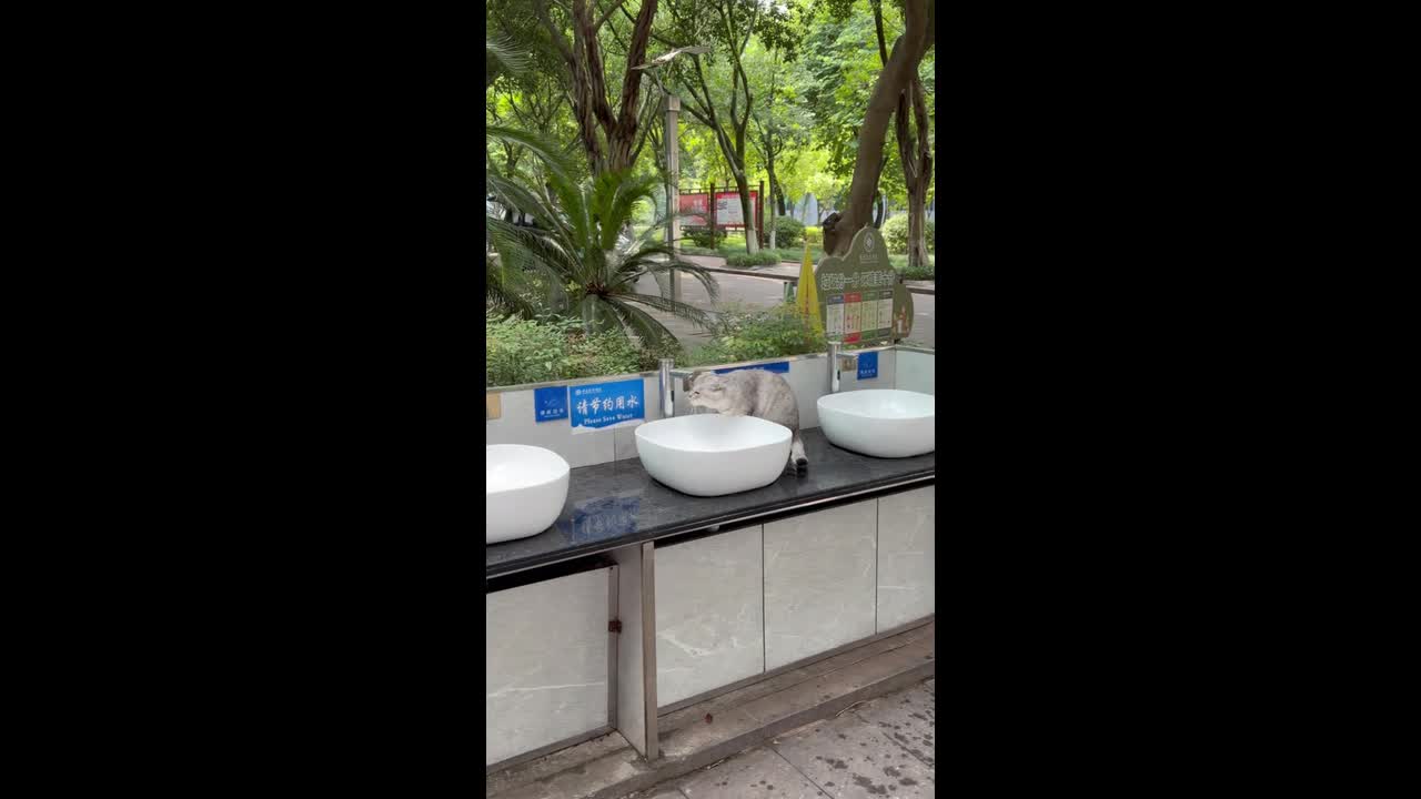 Cat repeatedly triggers a motion-sensor faucet while drinking water in ...