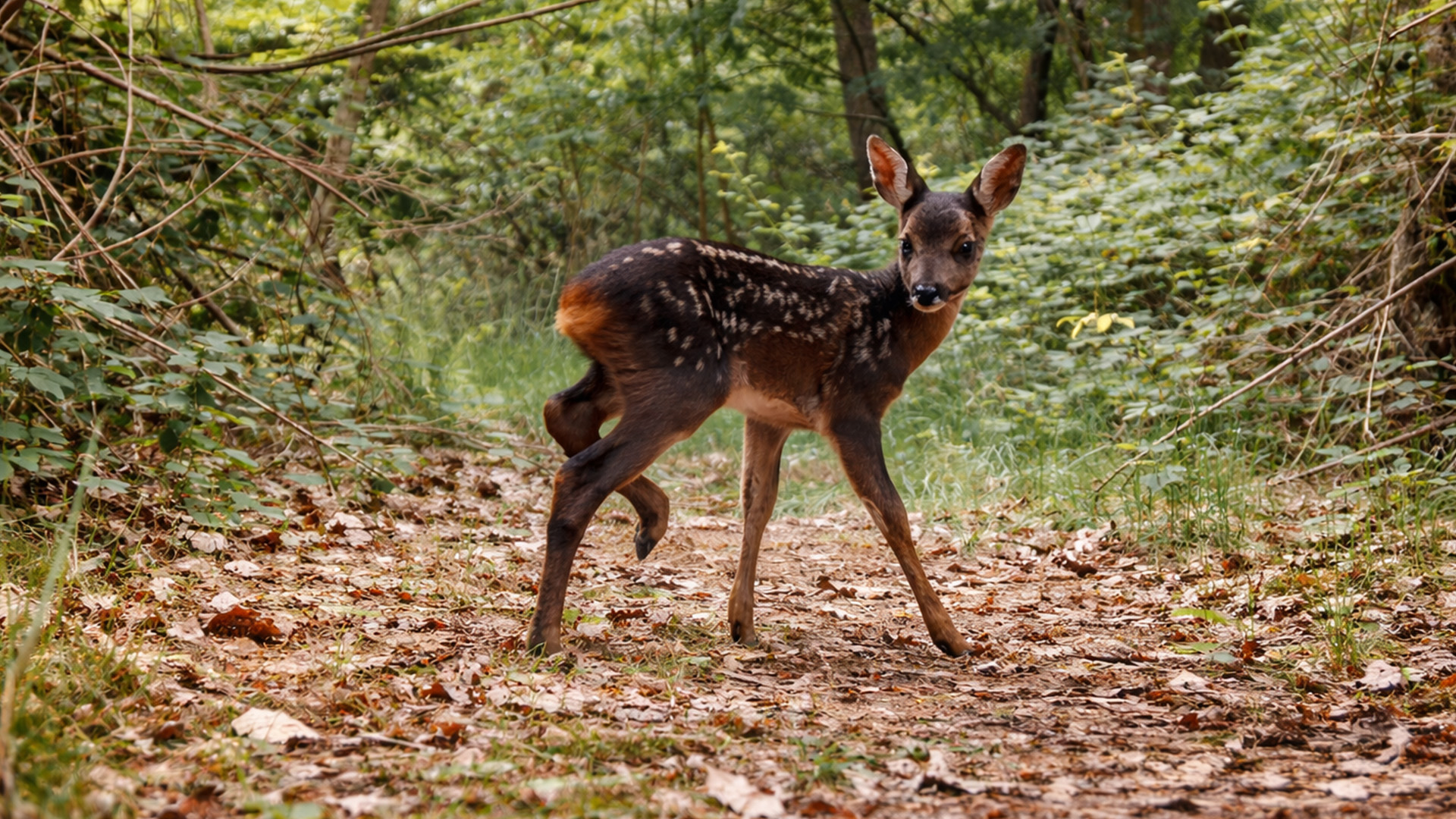 Waar wilde herten vrij tussen de bomen rondlopen