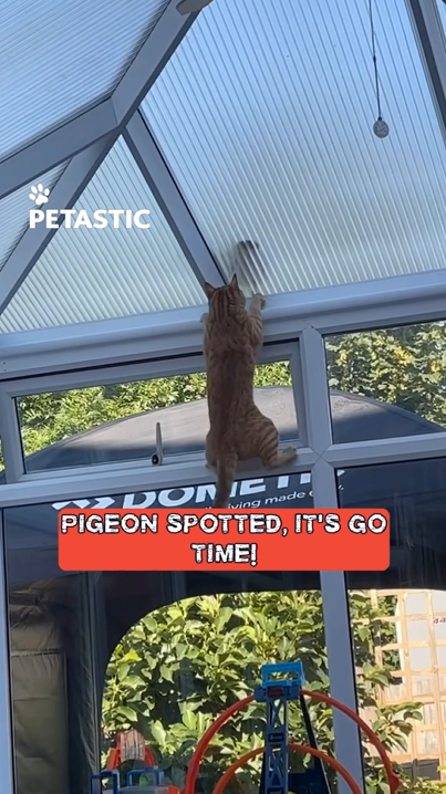 Mischievous cat attempts to startle pigeon on rooftop