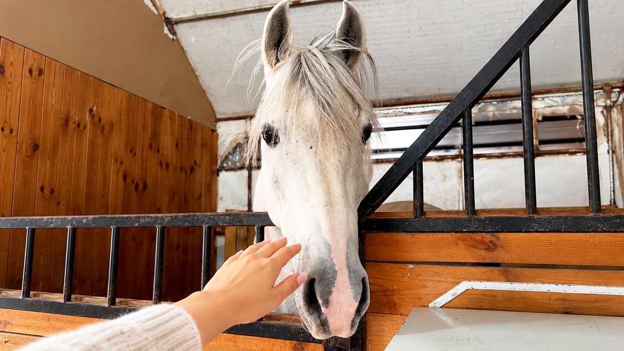 Watch this horse’s strange reaction