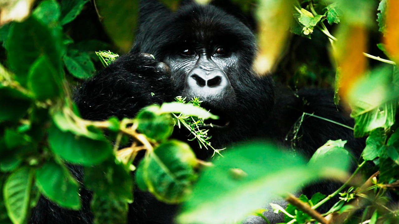 I filmed this gorilla with a hidden camera to see what it was doing