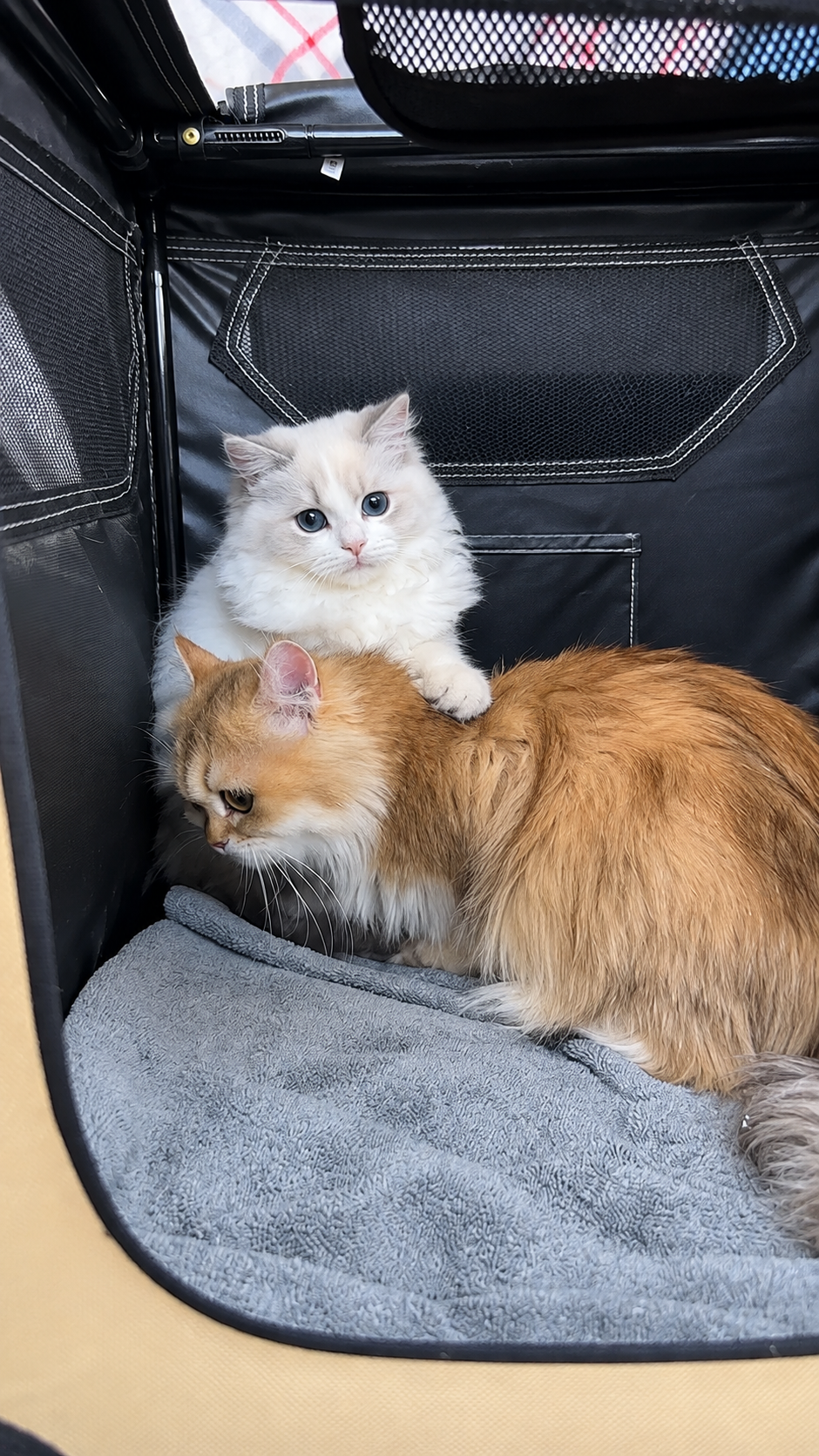 Real life cartoon cats