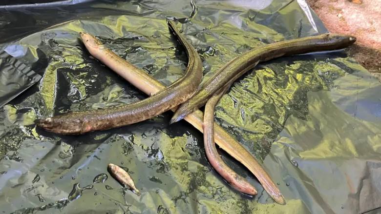 Fish and eels' deaths linked to firewater pollution