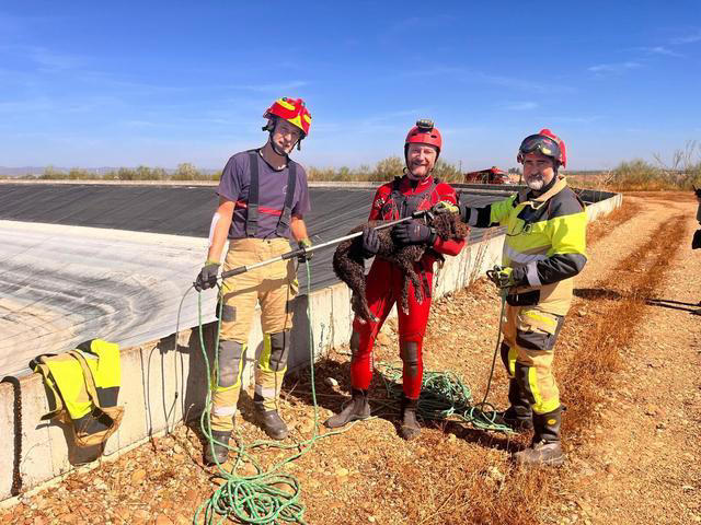 Bomberos del Consorcio rescatan a una perra de aguas atrapada en una ...