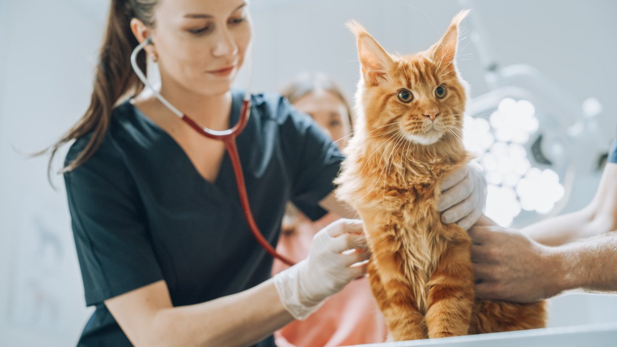 猫が『苦しそうに呼吸』をしているときに疑われる原因4つ 異常のサインや取るべき対応まで