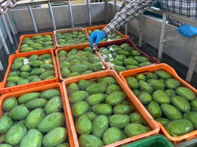 New ICAR-IIHR technology tackles fruit fly, anthracnose in mangoes