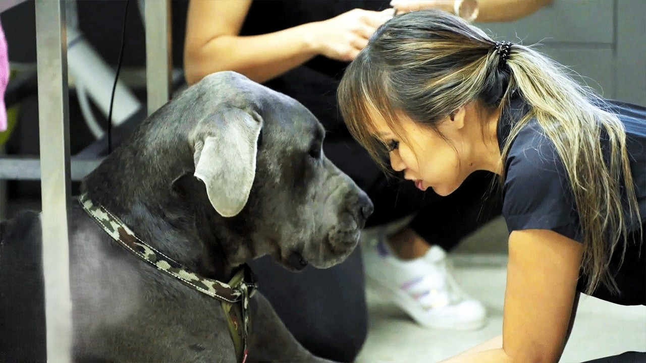 Painful ear swelling left this dog miserable - until one procedure ...