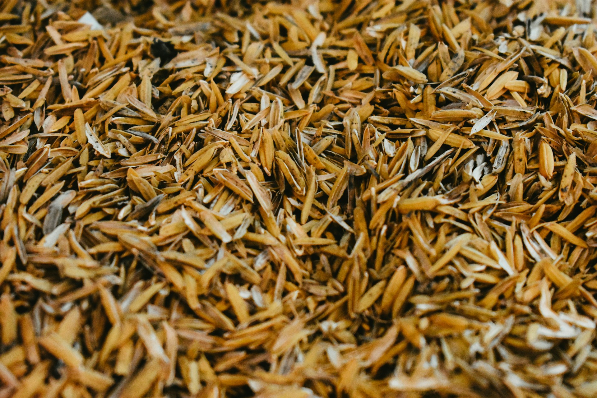 Revolutionizing construction: Rice as a sustainable material