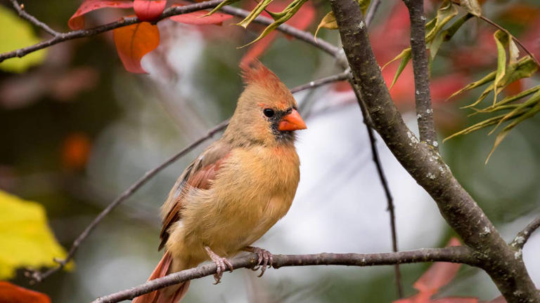 4 fall bird sightings that may carry angel messages, according to an ...