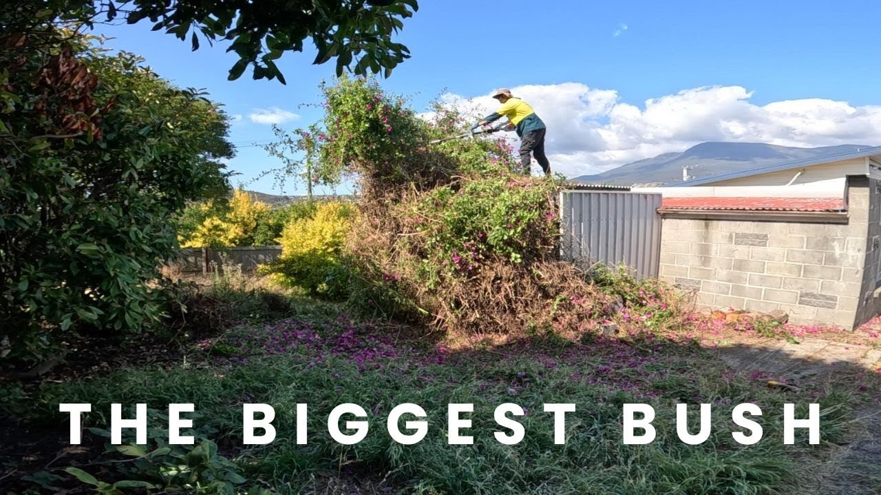 I removed a 1300 lb monster bush