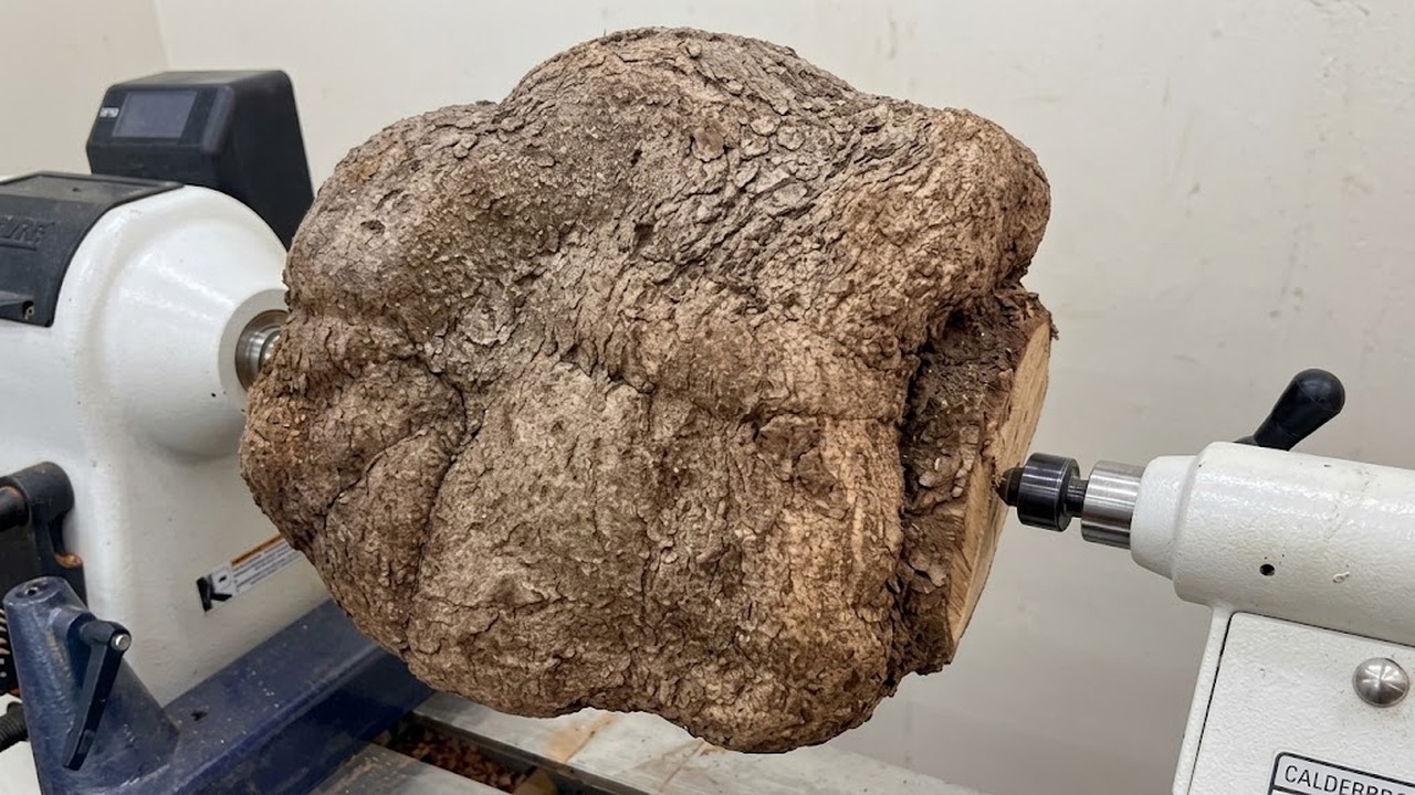 Nobody expected this inside an ugly tree wart