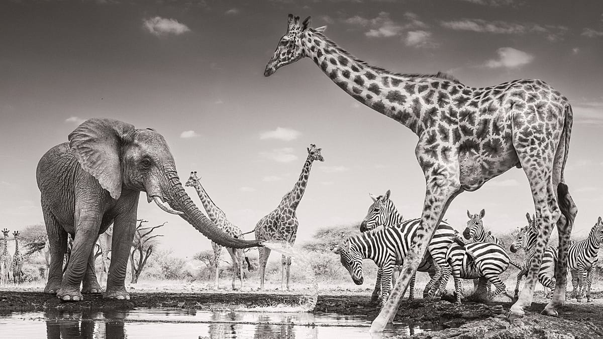Wildlife Photographer of the Year 2026: 