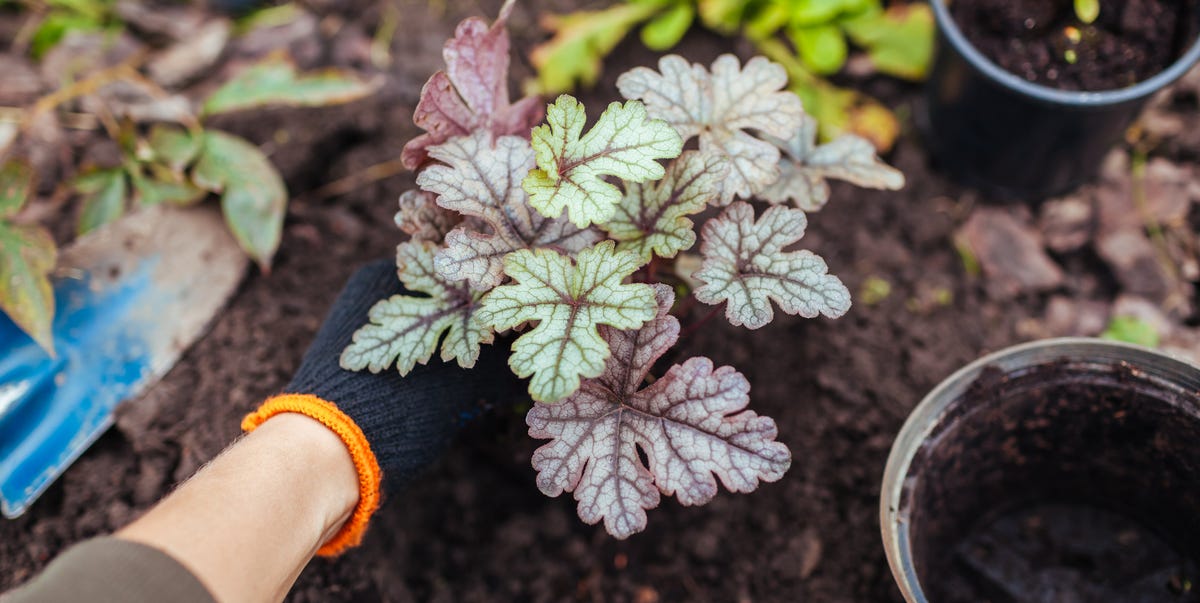 6 hardy perennials to plant in October — including overlooked heuchera ...