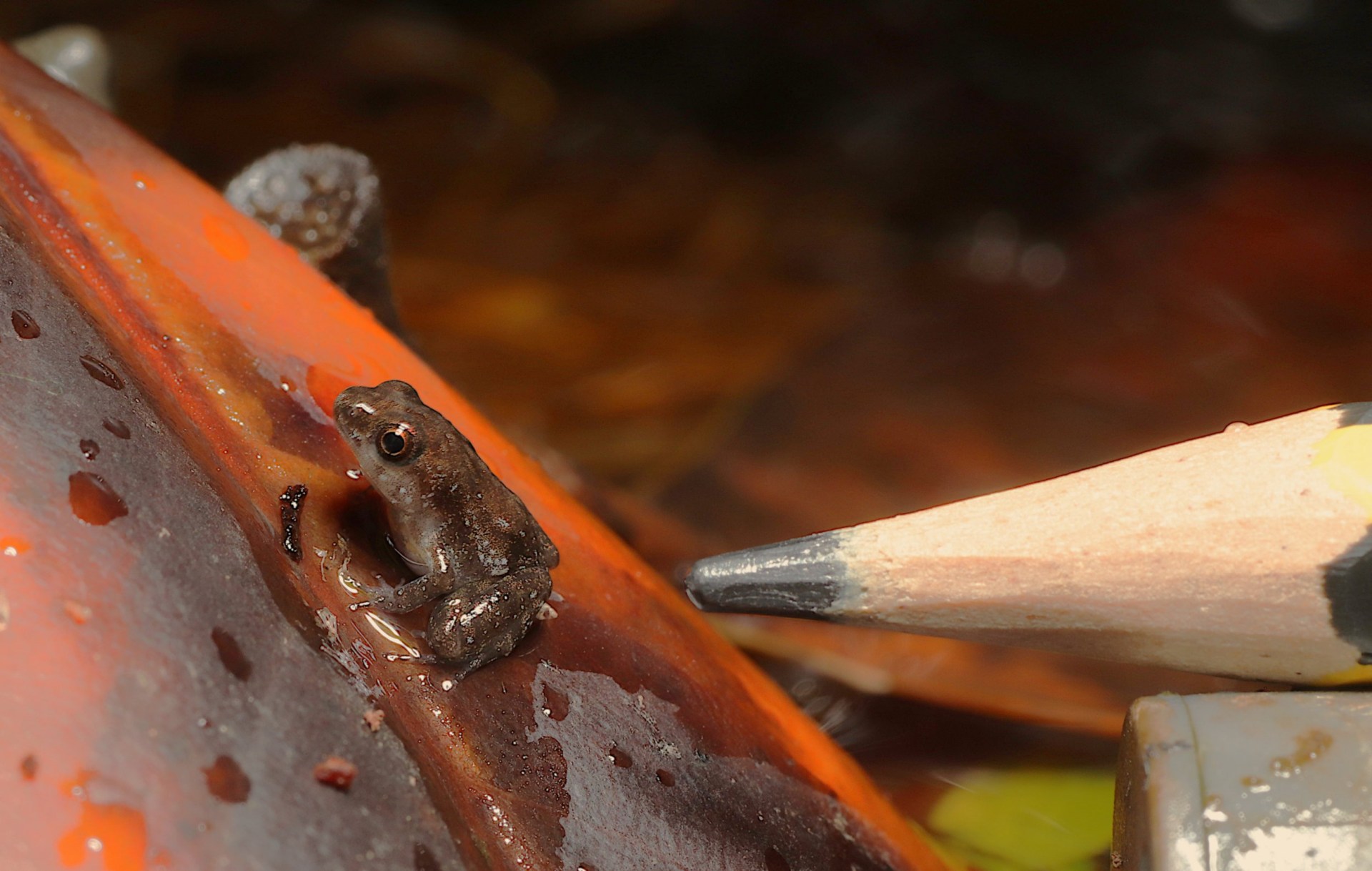 ‘Miracle’ as London Zoo welcomes 15 critically endangered baby frogs