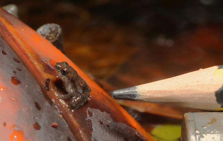‘Miracle’ as London Zoo welcomes 15 critically endangered baby frogs
