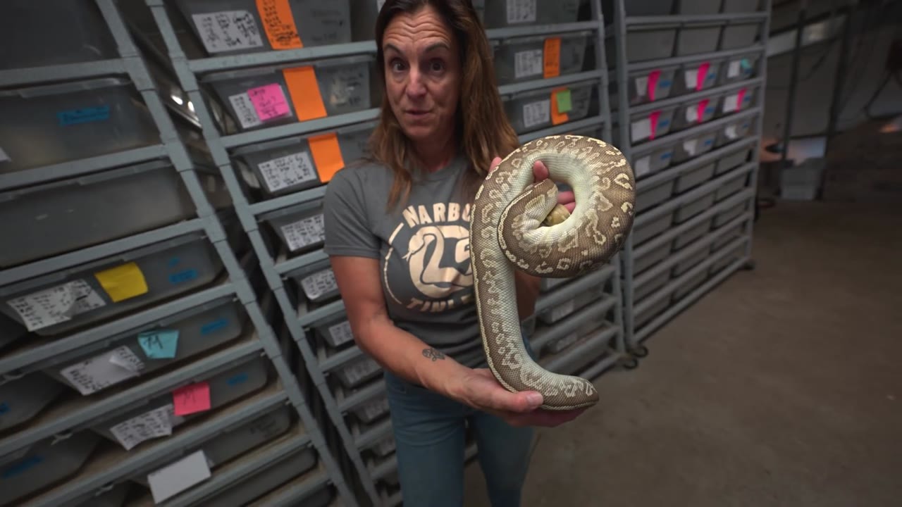 This rare snake could play a big role in their future breeding plans ...