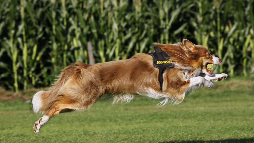 High-energy dog breeds for active lifestyles