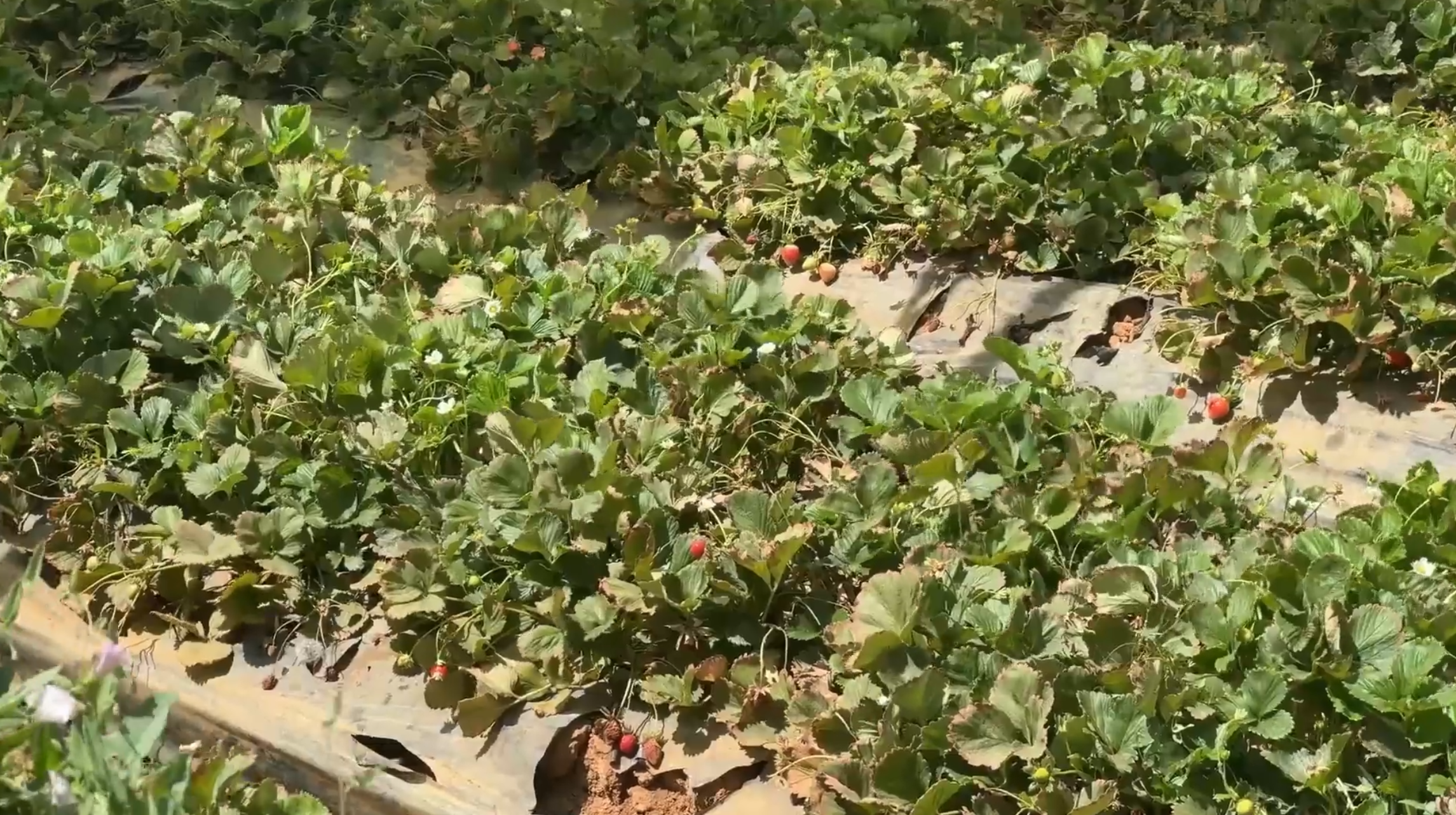 Exploring a strawberry farm in Saudi Arabia's Aseer region
